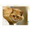 Calvendo Secret Observer 1000 pezzi puzzle paesaggio 640x480mm, Loos - www.shabbyflair.de Alex; 7374671