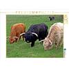 Calvendo Bovini delle Highlands scozzesi in tre colori Puzzle da 1000 pezzi paesaggio 640x480mm, Schmutzler-Schaub Christine; 7338935