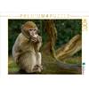 Calvendo Un motivo del calendario Einfach affig 1000 pezzi puzzle paesaggio 640x480mm, Enkemeier Sigrid; 7371108