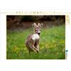 Calvendo Young roebuck 1000 pezzi puzzle paesaggio 640x480mm, Niederkofler Georg; 7353371