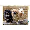 Calvendo Tibet Spaniel, puzzle da 1000 pezzi, formato orizzontale 640x480 mm, Verena Scholze Fotodesign; 7371818