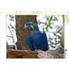Calvendo Hyacinth Macaw, Anodorhynchus hyacinthinus 1000 pezzi puzzle paesaggio 640x480mm, Wöhlke Jürgen; 7365415
