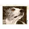 Calvendo Un motivo dal calendario Galgo occhio 1000 pezzi puzzle paesaggio 640x480mm, - Andrea Redecker 4pfoten-desi; 7366736