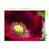 Calvendo Papavero rosso scuro in giardino 1000 pezzi puzzle paesaggio 640x480mm, Croce Martina; 7328810