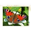 Calvendo: Farfalla pavone su un fiore bianco, puzzle da 1000 pezzi, formato orizzontale 640x480 mm, CALVENDO; 7312202