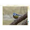 Calvendo Blue tit 1000 pezzi puzzle paesaggio 640x480mm, CALVENDO; 7326668