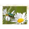 Calvendo Rose chafer (Cetonia aurata) su fiori di margherita 1000 pezzi puzzle paesaggio 640x480mm, Schmutzler-Schaub Christine; 7320716