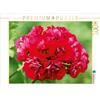 Calvendo Pelargonium Magic - Pelargonium Pink Rambler 1000 pezzi puzzle paesaggio 640x480mm, Croce Martina; 7323349