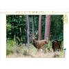 Calvendo luglio: il cervo reagisce ai cespugli della foresta. puzzle da 1000 pezzi paesaggio 640x480mm, Gerlach GDT Ingo; 7311195