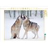 Calvendo Lupi, puzzle da 1000 pezzi, formato orizzontale 640x480 mm, Martin Wilfried; 7334590