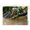 Calvendo Anaconda gialla, Puzzle Anaconda gialla da 1000 pezzi, formato orizzontale 640x480 mm, Woehlke Juergen; 7365482