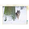 Calvendo Lupo in inverno 1000 pezzi puzzle paesaggio 640x480mm, Martin Wilfried; 7341907