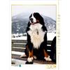 Calvendo Un motivo tratto dal calendario ORSO - Il bovaro bernese Puzzle da 1000 pezzi, 480x640 mm, Brenner Sonja; 7330113