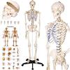 tectake® Modello Anatomico di Scheletro Umano, a Grandezza Naturale, 181 cm | con Supporto a Rotelle, Braccia, Gambe e Testa Mobili e Rimovibili, Custodia Antipolvere, 2 Poster, in PVC, 10 kg, Bianco