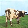 Emd/Capitol Atom Heart Mother