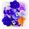 Fiori Commestibili BIOLOGICI - 25 VIOLETTE di COLORI MISTI in vaschetta alimentare di 10 cm x 10 cm x 2,0 cm - Coltivati in Toscana dall'azienda agricola Carmazzi