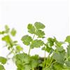 le Georgiche Vivai le Georgiche - Pianta vera di Coriandolo Coriandrum sativum 'Cilantro' Prezzemolo cinese, Cilantro - vaso Ø 14 cm