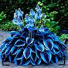 SRWTJHG Hosta Variegata Perenne, Rizoma Forte, Resistente all'Ombra e al Freddo Invernale-4bulbi-H