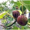 Generic 3 Talee - ficus carica (brown turkey fig) | ficus carica (brown turkey fig)
