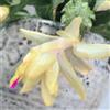 Generic Cactus di Natale, da giardino ornamentali cactus di Natale decorazione autunnale con in vaso insoliti rampicanti biologiche, da interno mini 100semi