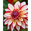 UVJGNDF Raro Dalia, Perenne, Resistente - Giardini e Balconi, Adatto per uso interno ed esterno-6bulbi-H
