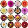 Generic 4Bulbi dalie tuberi cipolle rustica perenne, balcone, giardino decorazione soggiorno, decorativi