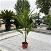 Vivaio di Castelletto Trachycarpus Fortunei Palma Cinese Chamaerops Excelsa in vaso 9x9 cm