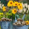 Generic Tuberi di topinambur freschi, biologici vecchie varietà, giardino resistenti per balcone, 5pcs