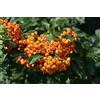Vivaio di Castelletto Piracanta arancione Pyracantha coccinea Orange Glow Agazzino, Pianta da siepe sempreverde in Vaso ø9 cm h. 50/60 cm Pianta vera da esterno Vivaio di Castelletto