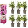 GARDENZO Azalea rododendro pianta in vaso da 20 - 38 cm in vaso da 9 cm, arbusto ornamentale fiorito, pianta compatta dal colore intenso dei fiori (6, viola)
