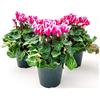 POWERS TO FLOWERS - CICLAMINO A FIORE PICCOLO PROFUMATO, CICLAMINO MINI FUCSIA BICOLORE, 3 PIANTE, VASO 10CM, piante vere