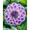 UVJGNDF Raro Dalia, Perenne, Resistente - Giardini e Balconi, Adatto per uso interno ed esterno-2bulbi-B