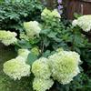 Generic ortensia a pannocchia, ortensie a pannocchia da balcone insoliti ortensie Decorazioni per giardini esterni, aromatiche, rampicanti, da giardino roccioso 130semi