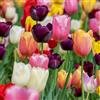 acquaverde | 10 Bulbi di Tulipano Triumph Mix, Tulipani di Prima scelta Olandesi, Fiori Multicolore Profumati per Giardino, Vaso, Fioriera e Aiuola