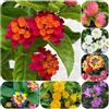 Generic lantana, lantana - da recisi in vaso da esterno arbusti a crescita rampicanti, giardino roccioso insoliti Decorazioni 225semi