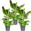 Blume Ideal Pflanze Plus | Banano (Musa) | Lotto da 3 piante | Pianta da interno facile da curare