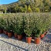 Vivai De Laurentiis Ligustrum Japonicum (Ligustro del Giappone) vaso 19 cm