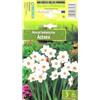 AGRONOM Tested in the garden AGRONOM | NARCISO ACTAEA | Bulbi da fiore perenni | Fiori bianco-giallo | Da piantare in autunno, per giardino, balcone e vaso | 3 bulboi