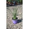 VIVAIO GARDEN FOREST Aglio Societario Tulbaghia Violacea Vaso 18 cm | Perenne, Rizomatosa