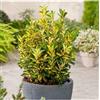 Vivaio di Castelletto 3 piante di Evonimo giapponese Euonymus Japonicus Aureopictus pianta da siepe in vaso ø9 cm Vivaio di Castelletto
