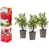 GARDENZO Azalea rododendro pianta in vaso da 20 - 38 cm in vaso da 9 cm, arbusto ornamentale fiorito, pianta compatta dal colore intenso dei fiori (3, rosso)
