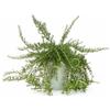 I Giardini di Giulia - Rosmarino Prostrato, Vaso 18 cm | Altezza 60 cm, Pianta Aromatica, Vaso Incluso, Uso Esterno/Interno