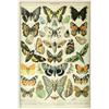 Generic Illustrazione di specie di farfalle (3) poster su tela decorazione artistica da parete stampa dipinti per soggiorno camera da letto decorazione 20,3 cm L x 30,5 cm W