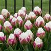 Florium Bulbi di tulipani 10 pezzi - doppi rosa-bianco, rustici e perenni | Varietà Ice Cream, fiori simili a peonie in aprile, bulbi dall'Olanda per giardino e vaso, da piantare in autunno