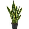 Italy Green Life - Sansevieria Superba, una pianta con Vaso Ø 9 cm dall'Altezza di circa 35 cm. Sanseveria Pianta Vera, Piante da Interno Sempre Verdi, Piante Vere da Esterno, Regali per la Casa