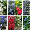 Generic Plumbago auriculata raro decorazione ufficio facile curare 500semi