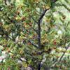 Generic tasso Taxus baccata giardino resistente al calore crescita naturale 300semi