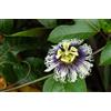 Vivaio di Castelletto Passiflora Edulis Maracuja pianta rampicante in vaso ø9 cm Vivaio di Castelletto
