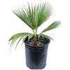 Vivaio di Castelletto Palma messicana Washingtonia robusta pianta in vaso ø9 cm h. 20/40 cm | Vivaio di Castelletto
