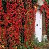 Vivaio di Castelletto Vite canadese Parthenocissus quinquefolia - giovane pianta radicata in vaso 7x7 cm Vivaio di Castelletto